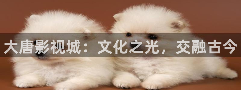 电视剧九九全集在线观看